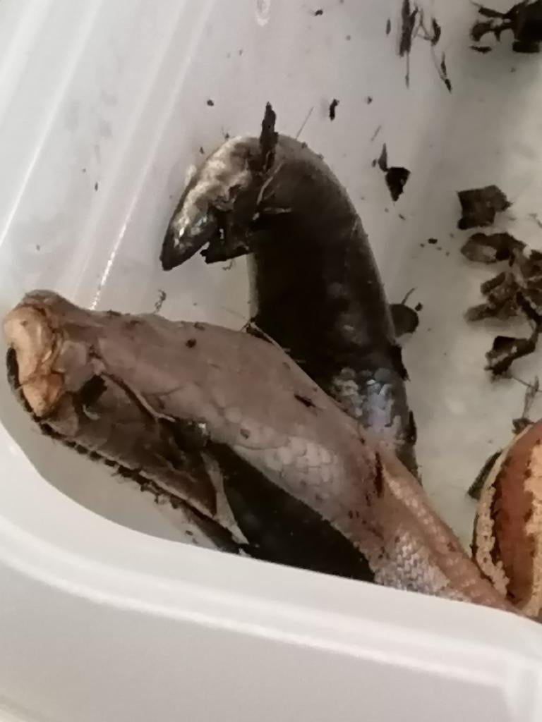 Python Brongersmai, Dieren en Toebehoren, Reptielen en Amfibieën, Slang, 3 tot 6 jaar