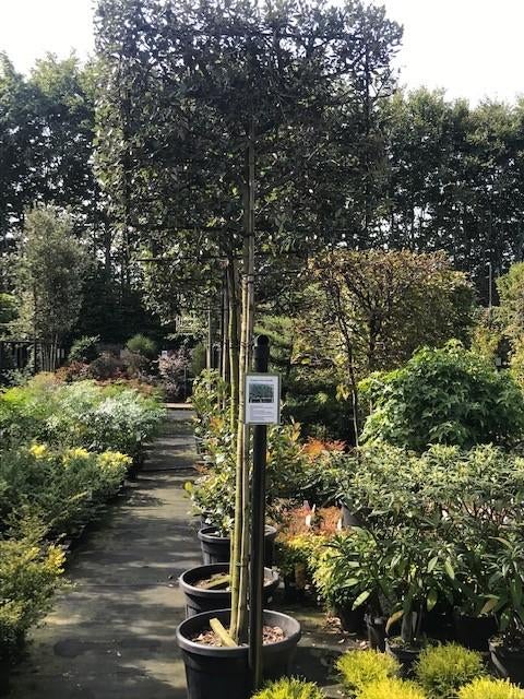 lei steeneik quercus ilex 340 cm hoog stam 190 cm 8-10 dik, Leiboom, Lente, 250 tot 400 cm, Ophalen