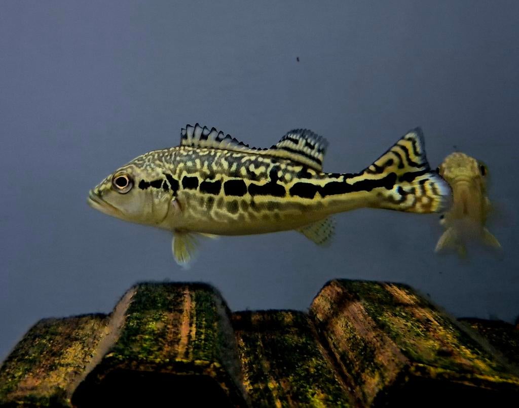 Cichla royal siks / cobra snakeskin, Dieren en Toebehoren, Vis, Zoetwatervis