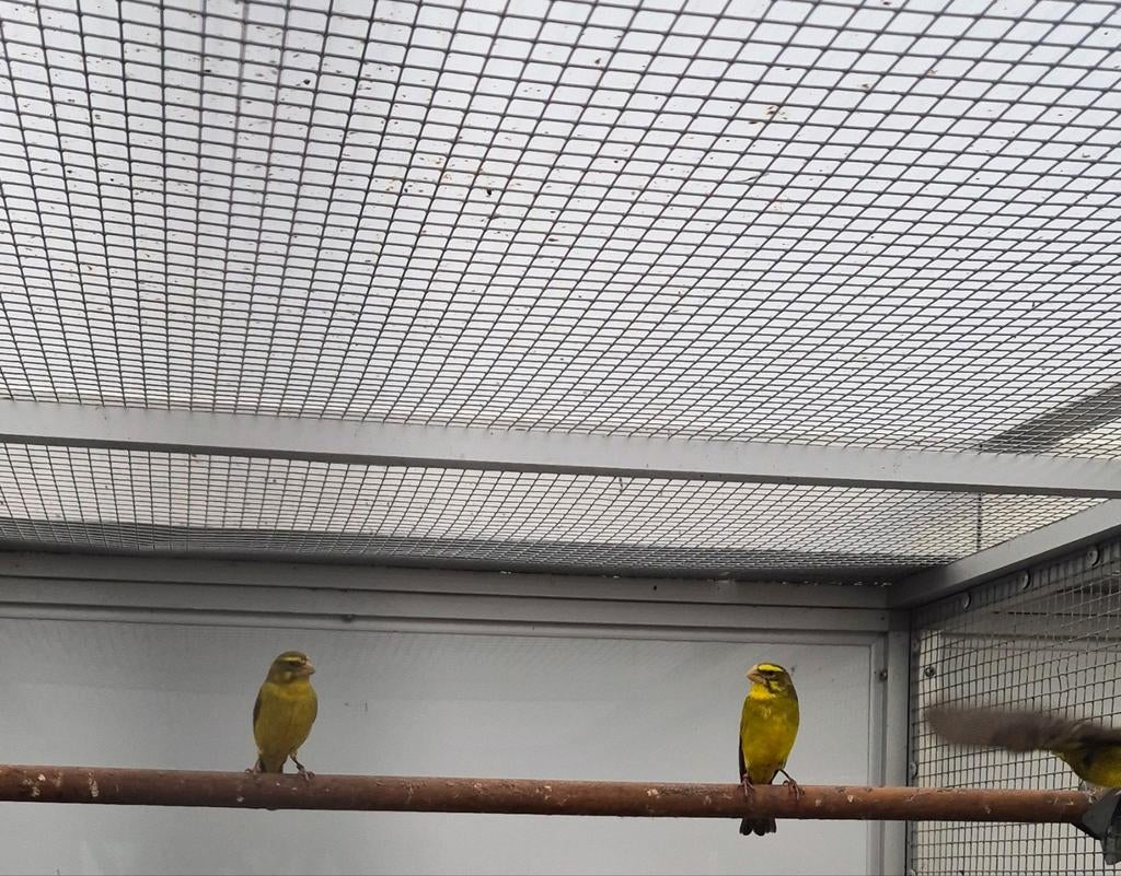 | Zwavelgele Dikbekini (Serinus sulphuratus) | Vast geringd, Meerdere dieren, Geringd