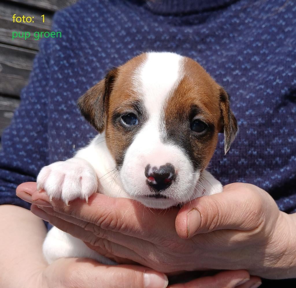 Hele lieve, mooie, slimme Jack Russel pups, Parvo, Jack Russell Terriër, 8 tot 15 weken, Meerdere