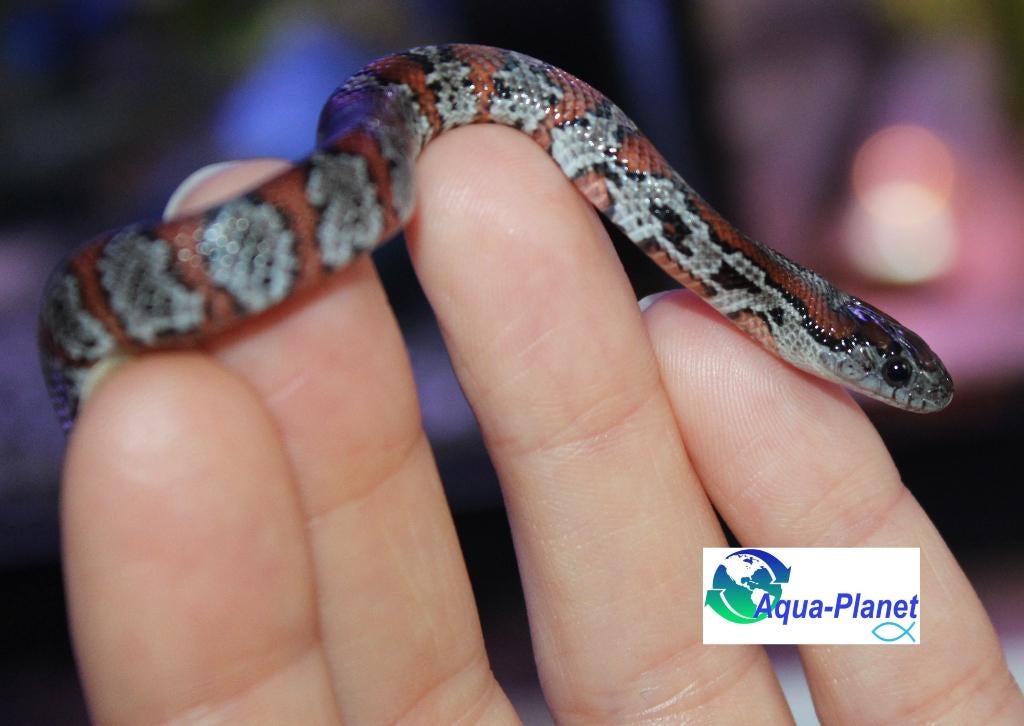 Mexicaanse Koningsslang Kingsnake - unknown for sale from Aqua-Planet