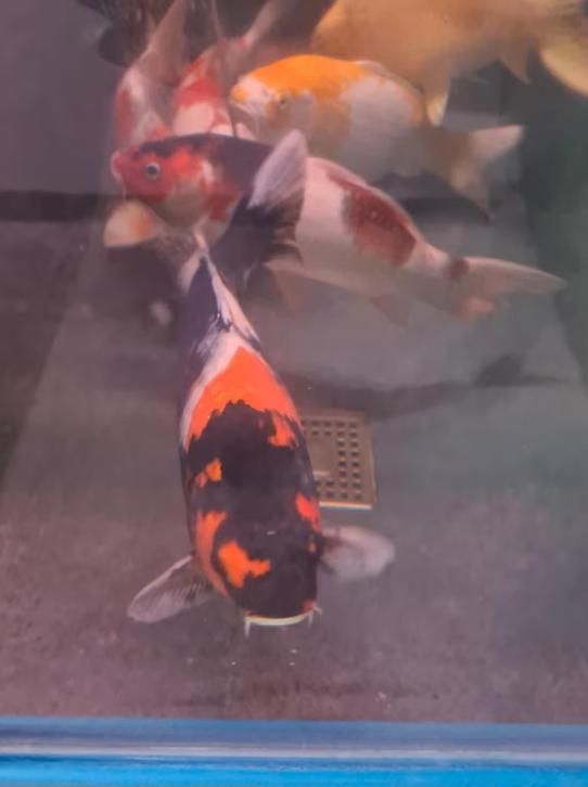 Import HQ Handpick koi - ca 50 cm - Koidream Valburg, Karper of Koi