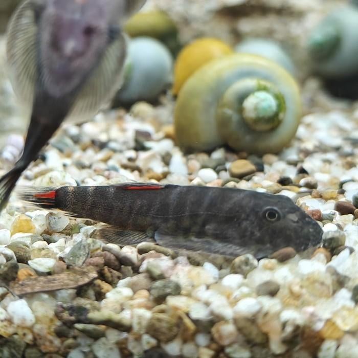 gastromyzon lamandau, Vis