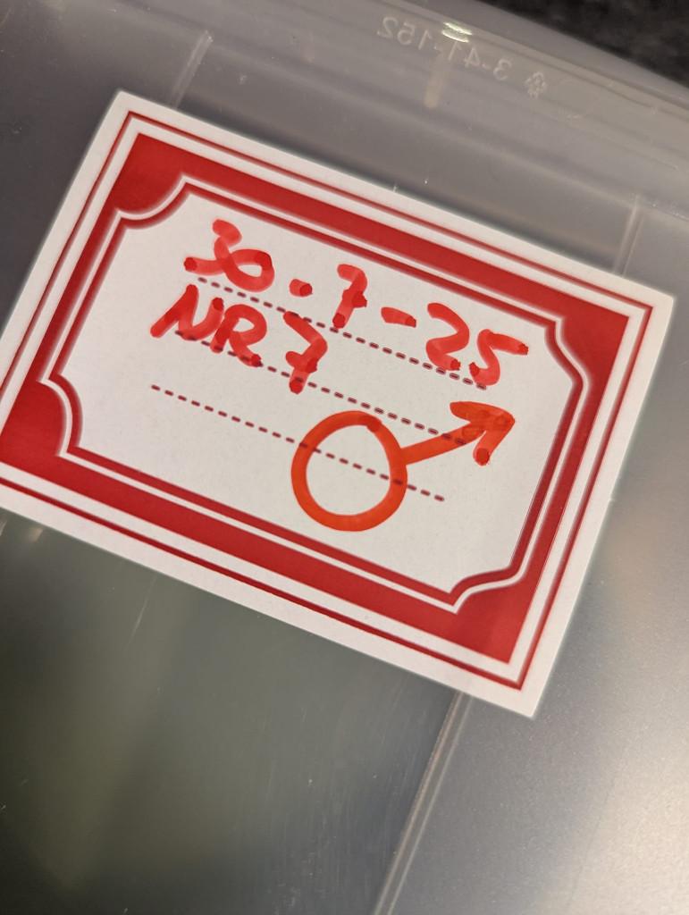 Kleine, handtamme rode rattenslangen (2/2) Rat Snake - female for sale from Claudettes