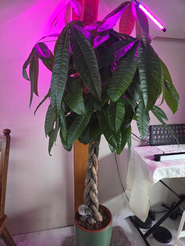 XL Pachira boom, zgn. Geldboom, Groene kamerplant, Ophalen, Halfschaduw, 150 tot 200 cm