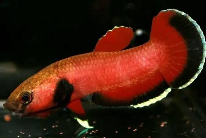 wilde betta channoides, Vis, Zoetwatervis