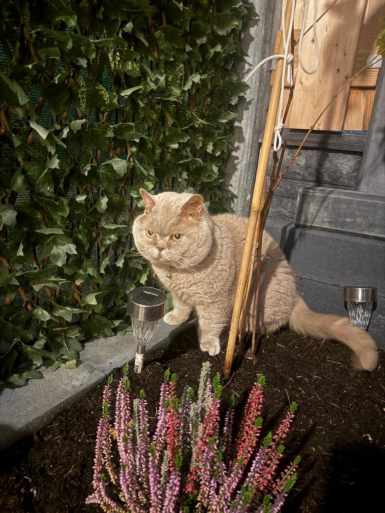 Dekkater brıtse korthaar