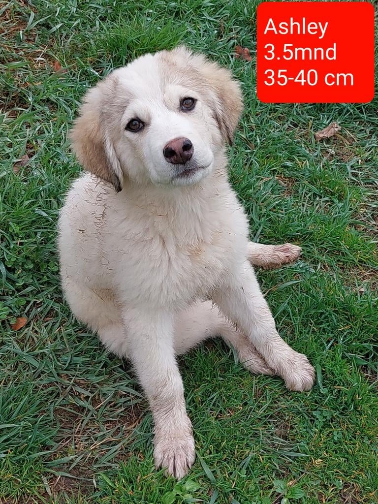 Ashley zoekt een lieve familie!, 15 weken tot 1 jaar, Handelaar, Buitenland, Teef