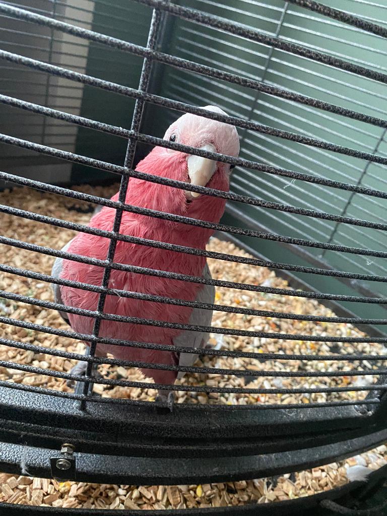 Lutino kakatoe, Dieren en Toebehoren, Vogels | Parkieten en Papegaaien, Mannelijk, Papegaai, Pratend