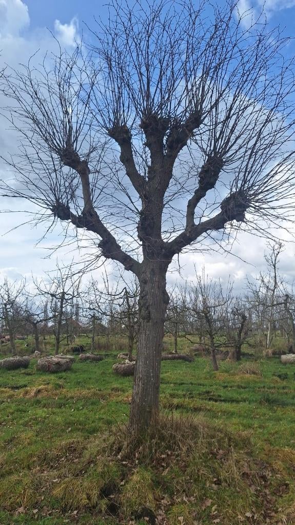 Set van 2 machtige leilindes, Ophalen, Leiboom, 400 cm of meer, Zomer