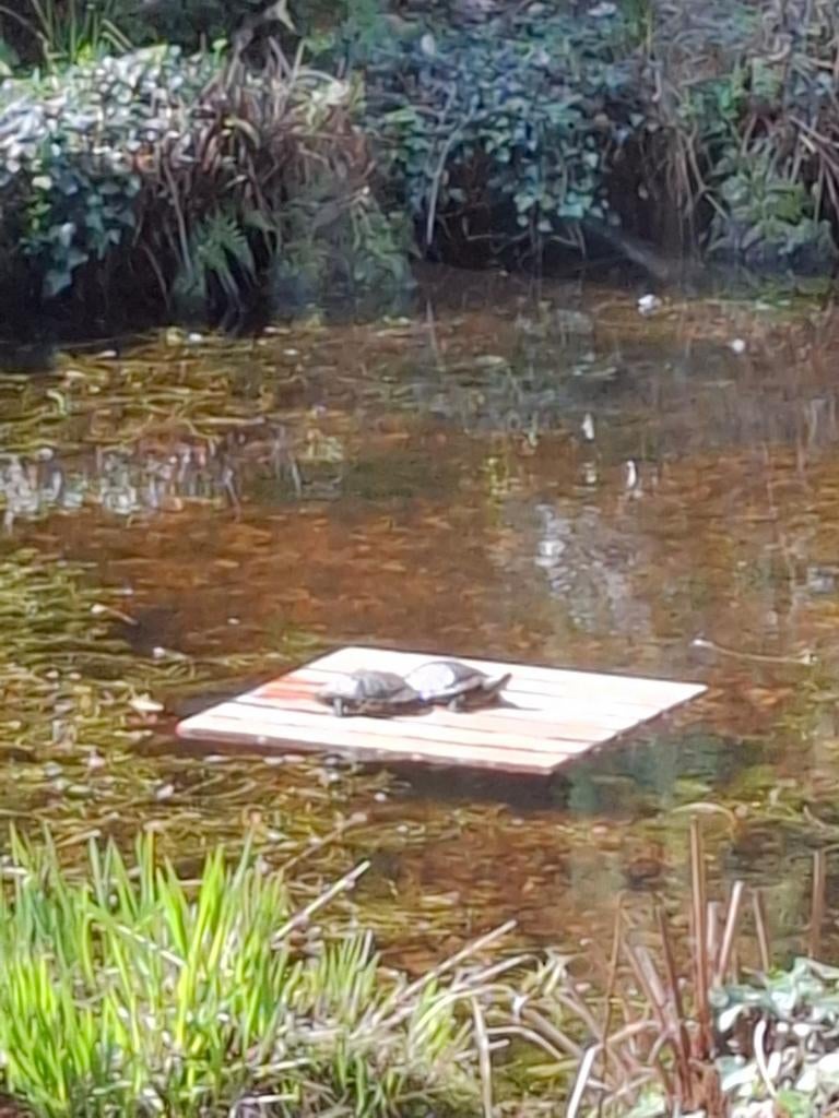 Gevraagd: volwassen waterschildpadden Turtle - unknown for sale from Geert