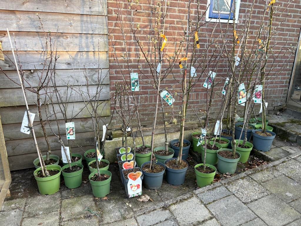 Appelboom - perenboom - fruitbomen - fruitboom, Ophalen, Minder dan 100 cm, Appelboom, Lente
