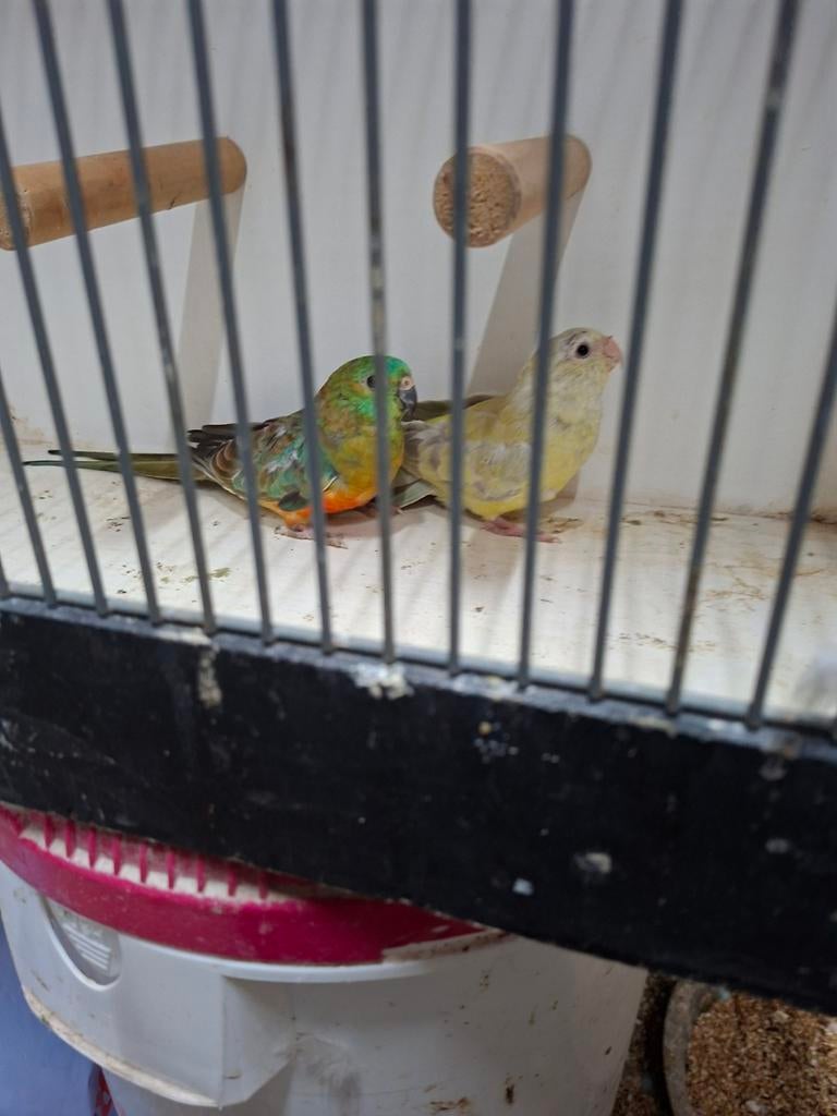 Diverse roodruggen, Mannelijk, Parkiet