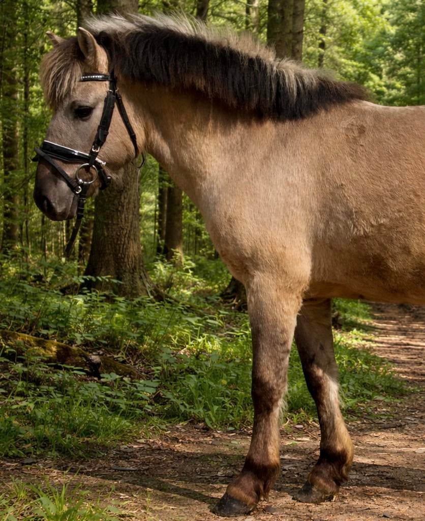 Leuke Konik ruin, Dieren en Toebehoren, Pony's, Met stamboom, B, Ruin, 3 tot 6 jaar