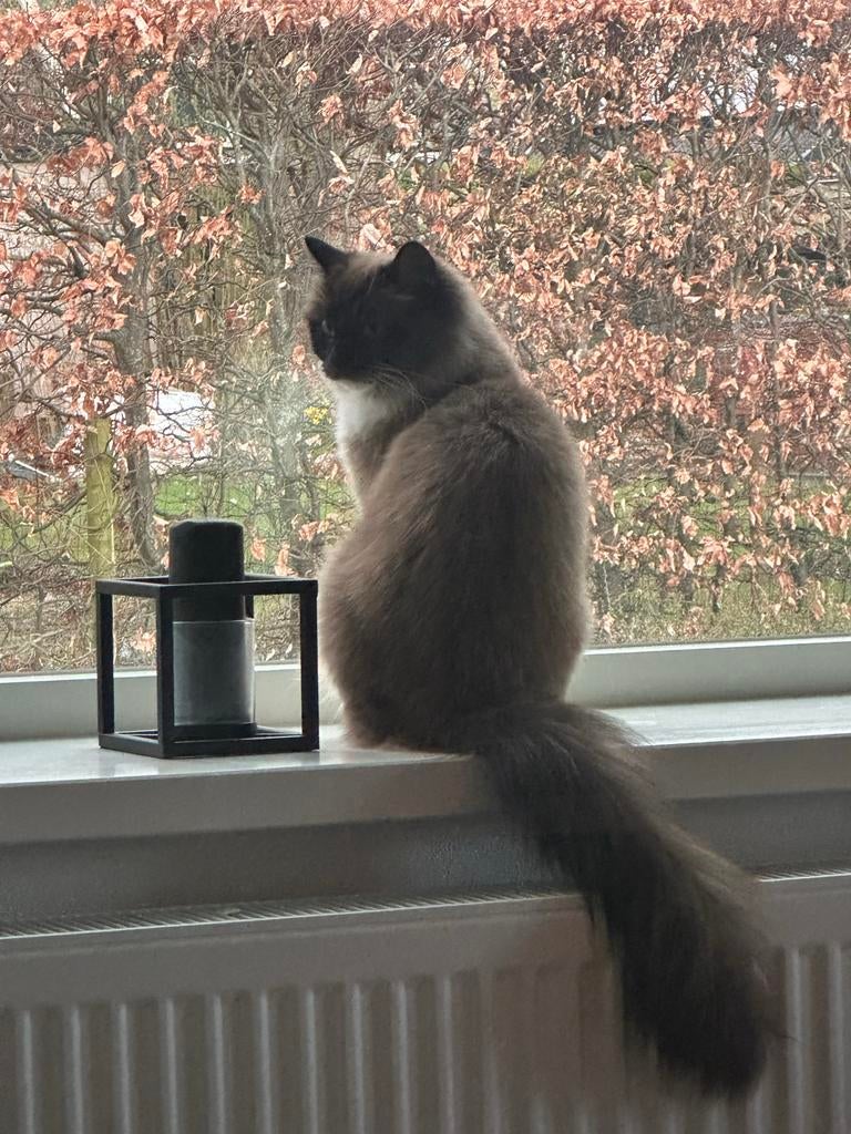 Ragdoll poes Mink Colourpoint met stamboom, Dieren en Toebehoren, Poes