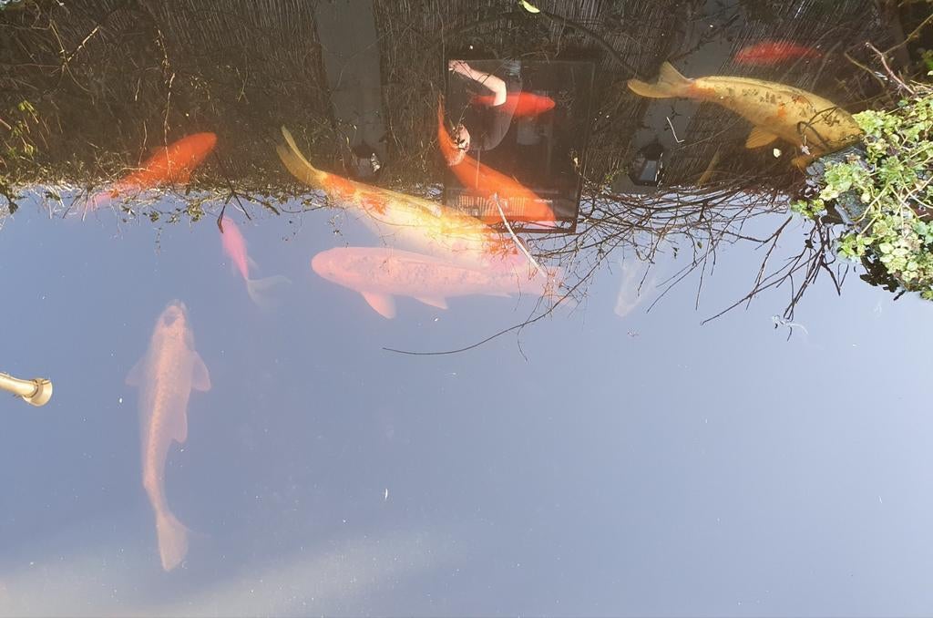 Koi-Karpers zoeken andere woonruimten, Karper of Koi