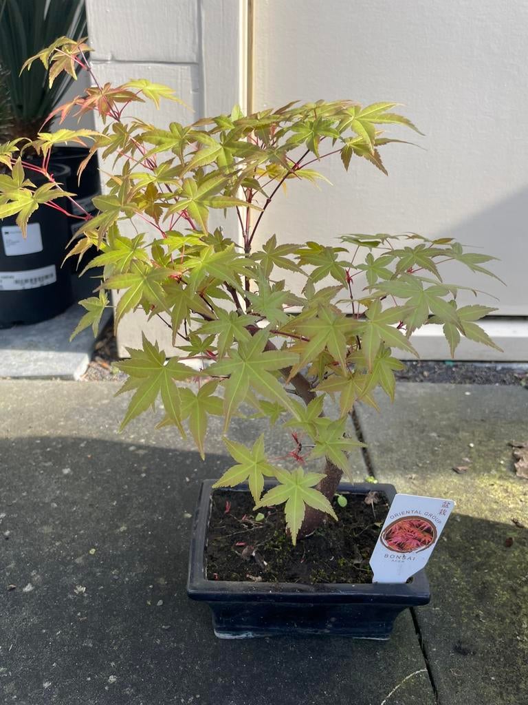 Bonsai Acer Palmatum, Bloeit niet, Halfschaduw, Minder dan 100 cm, Overige soorten