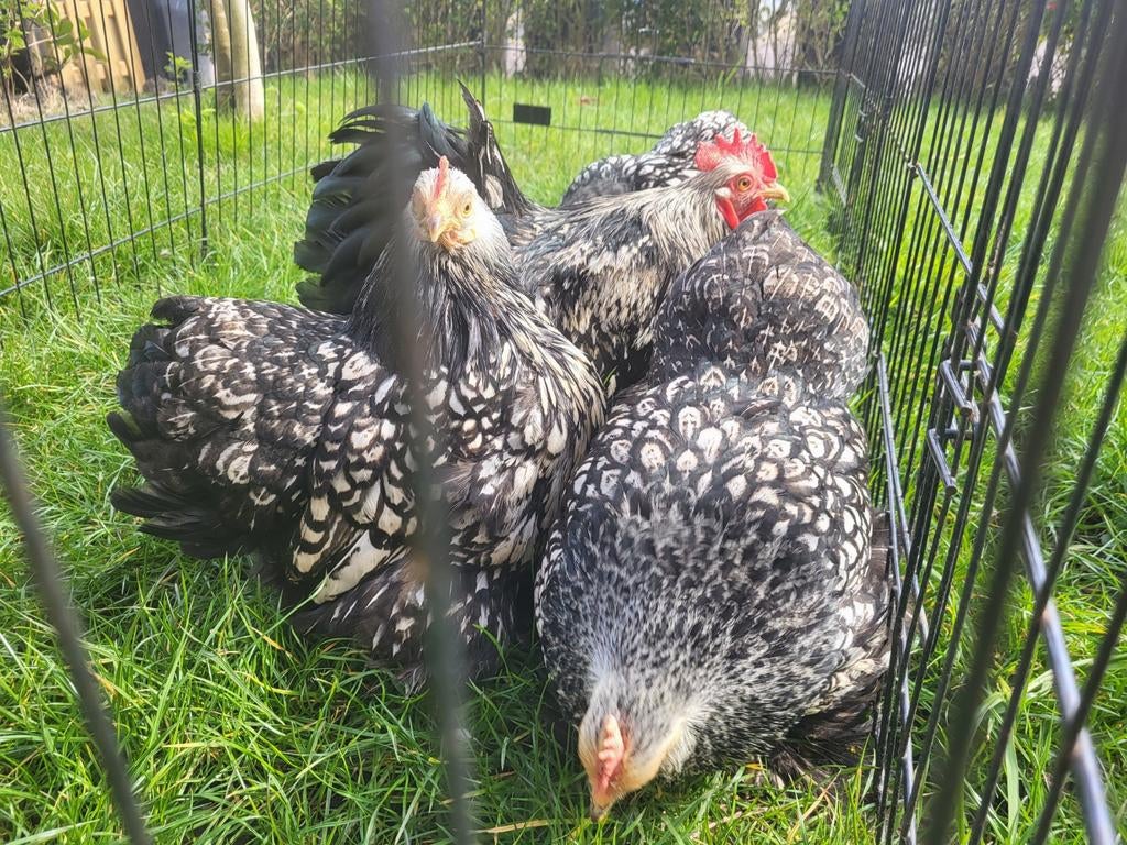 Cochin kriel, Meerdere dieren, Kip