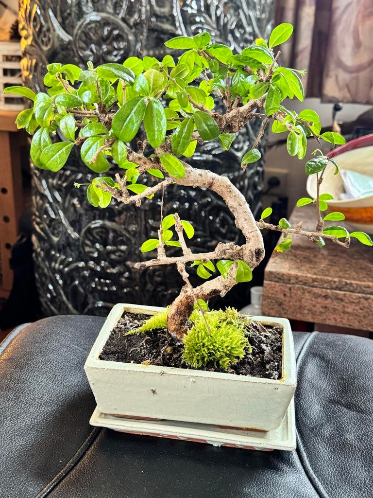 Bonsai boompje, Vaste plant, Bloeit niet, Halfschaduw, Ophalen