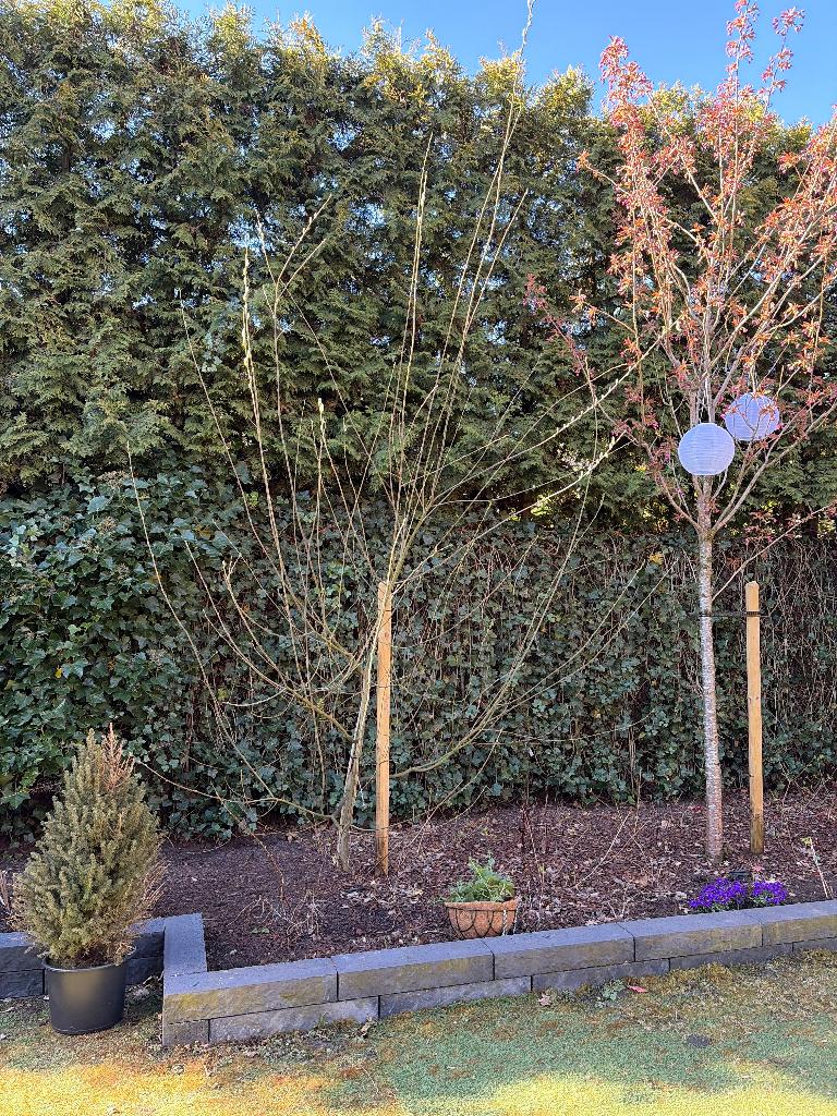 Wilgenboom, Tuin en Terras, Planten | Bomen, Ophalen, Halfschaduw, Overige soorten, Lente