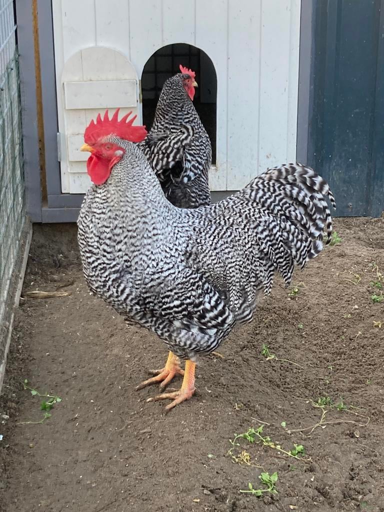 Broedeieren van de grote Amrock goede bevruchting, Dieren en Toebehoren, Geslacht onbekend, Kip