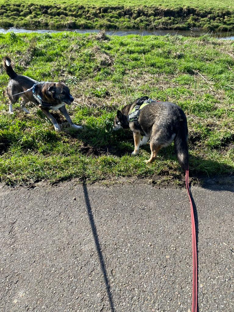 Wie geeft Max zijn welverdiende gouden mandje, Dieren en Toebehoren, 6 jaar of ouder, Particulier, Reu, Buitenland