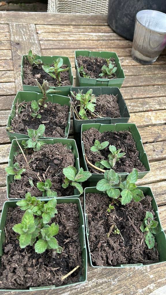 Marokkaanse munt, Ophalen of Verzenden, Kruiden, Volle zon