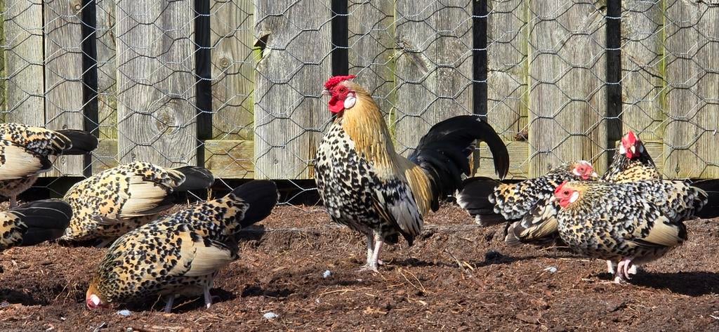 Broedeieren Java kriel Citroen Porselein, Dieren en Toebehoren, Pluimvee, Geslacht onbekend, Kip