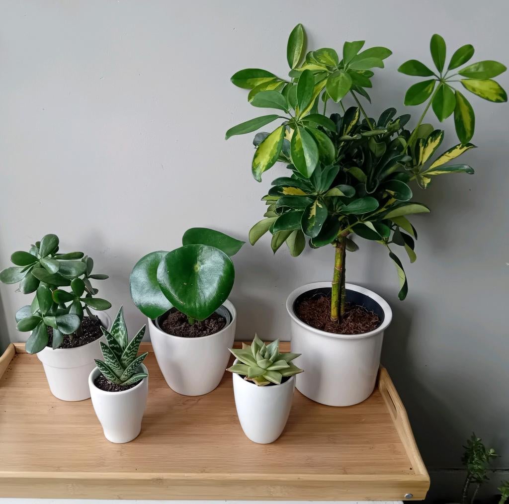 5 kamerplanten 15-60cm incl potten, Ophalen, Overige soorten, Halfschaduw, In pot