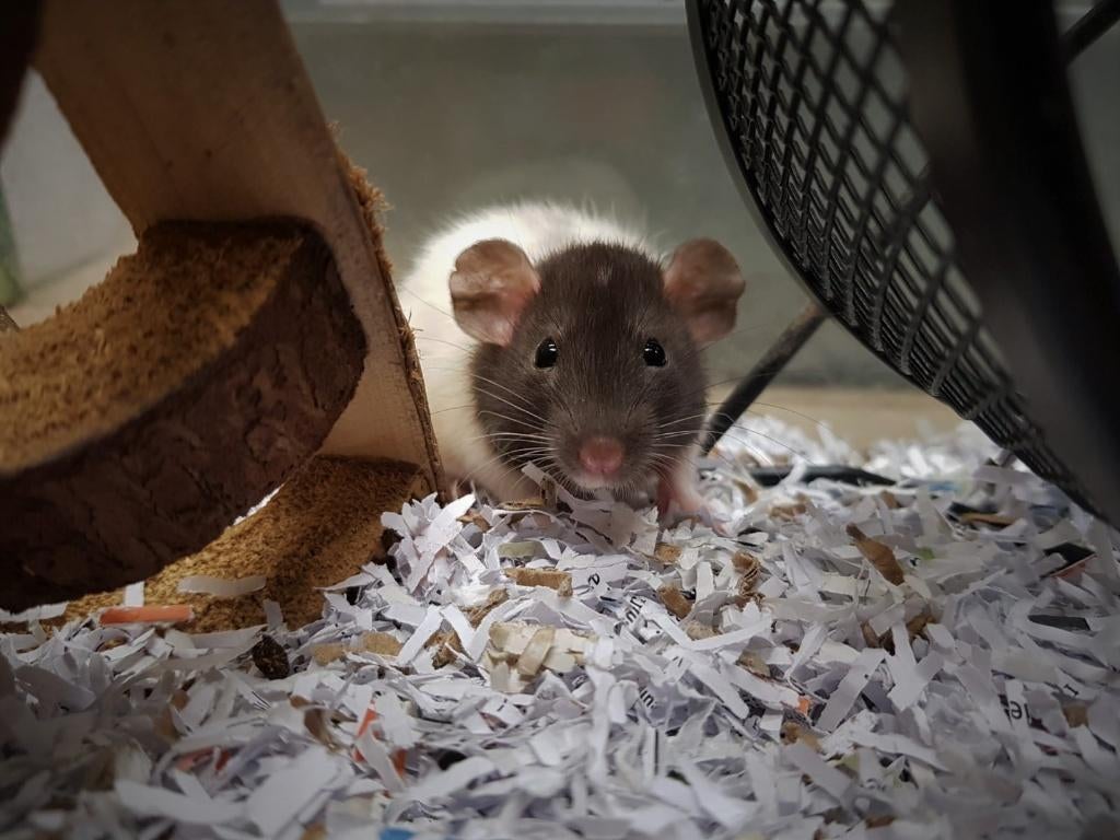 Husky ratjes | Tamme jonge ratjes | Jonge diertjes, Dieren en Toebehoren, Rat, Februari, Vrouwelijk, Tam