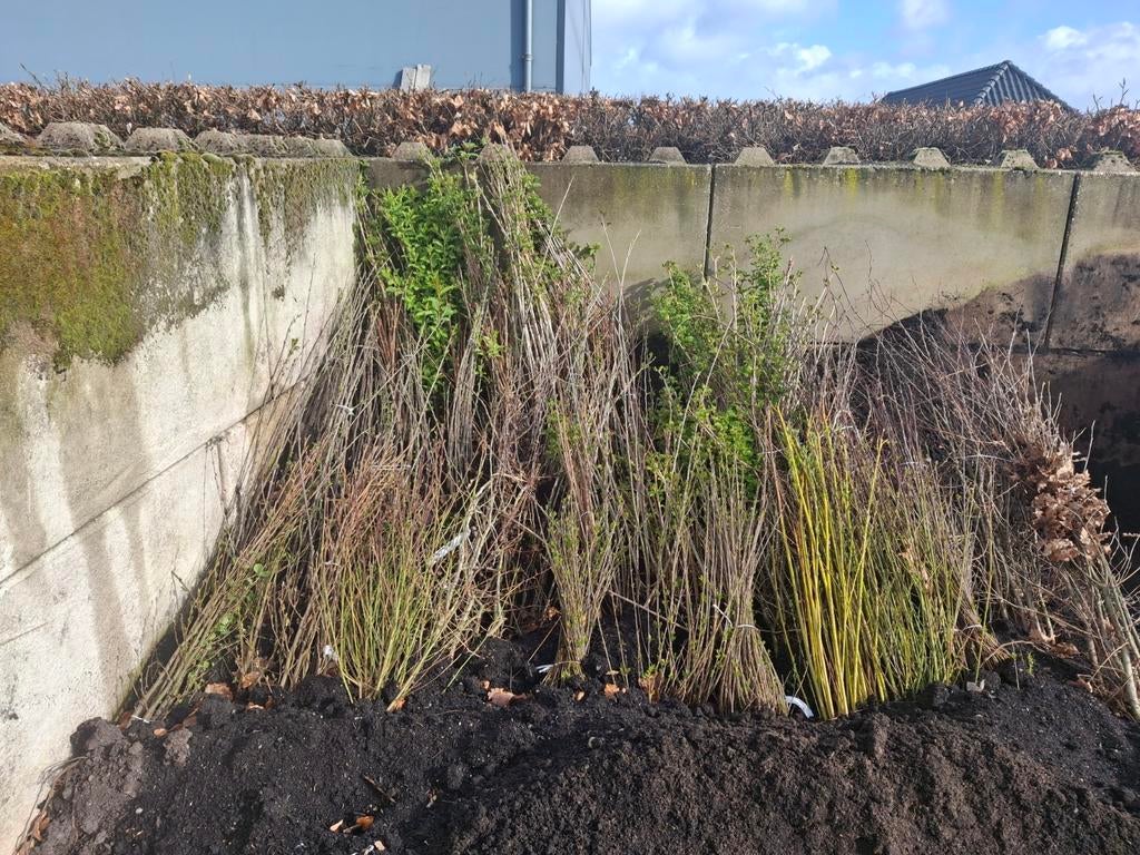 Bosplantsoen struiken bomen, Tuin en Terras, Ophalen, Overige soorten, Volle zon