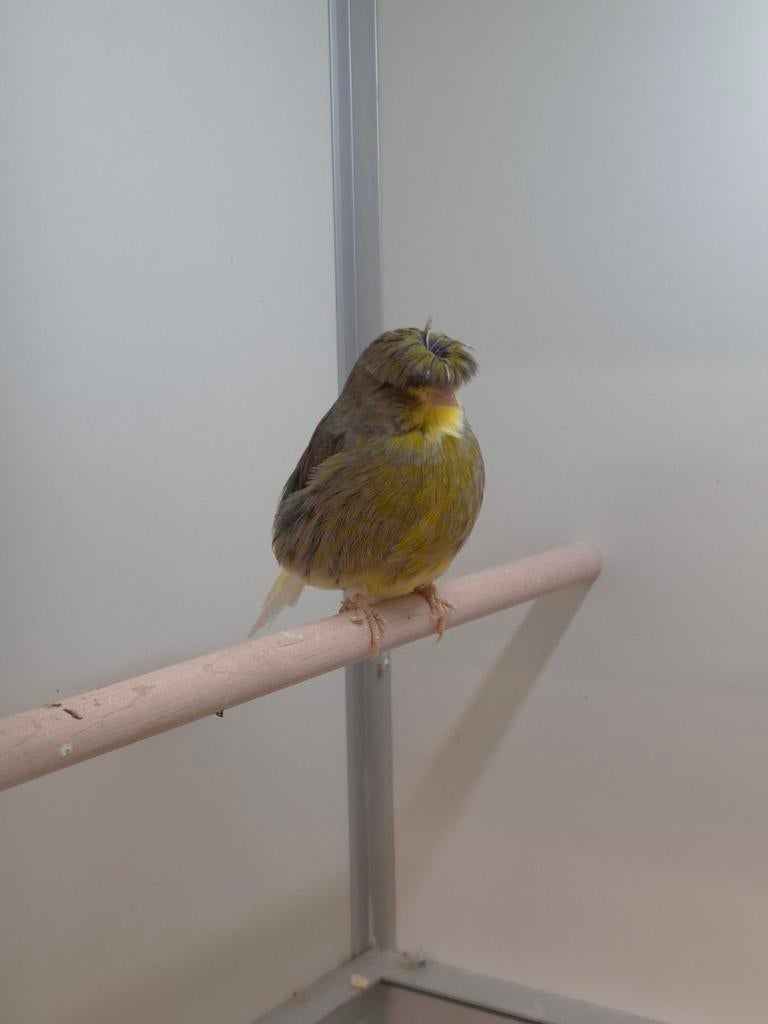 2-2 Gloster kanaries, Meerdere dieren, Kleurkanarie