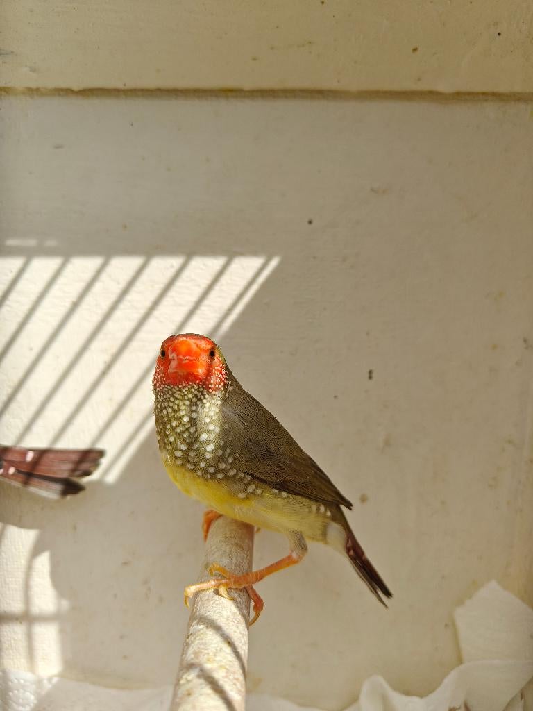 Koudkweek Natuurbroed Binsenastrildes, Mannelijk, Tropenvogel, Geringd