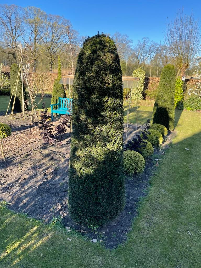 Diverse taxusstruiken, Tuin en Terras, Planten | Tuinplanten, Vaste plant, Overige soorten, Volle zon, Bloeit niet, Ophalen