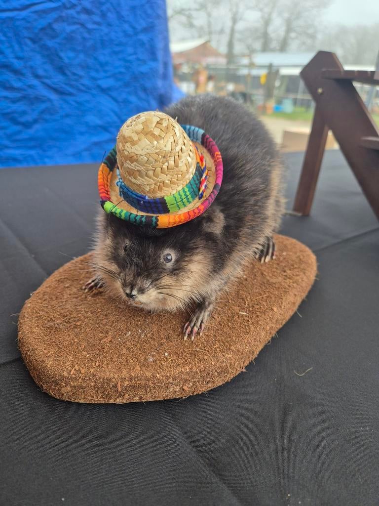 Te koop opgezette muskusrat, Verzamelen, Dierenverzamelingen, Ophalen of Verzenden, Nieuw, Wild dier, Opgezet dier