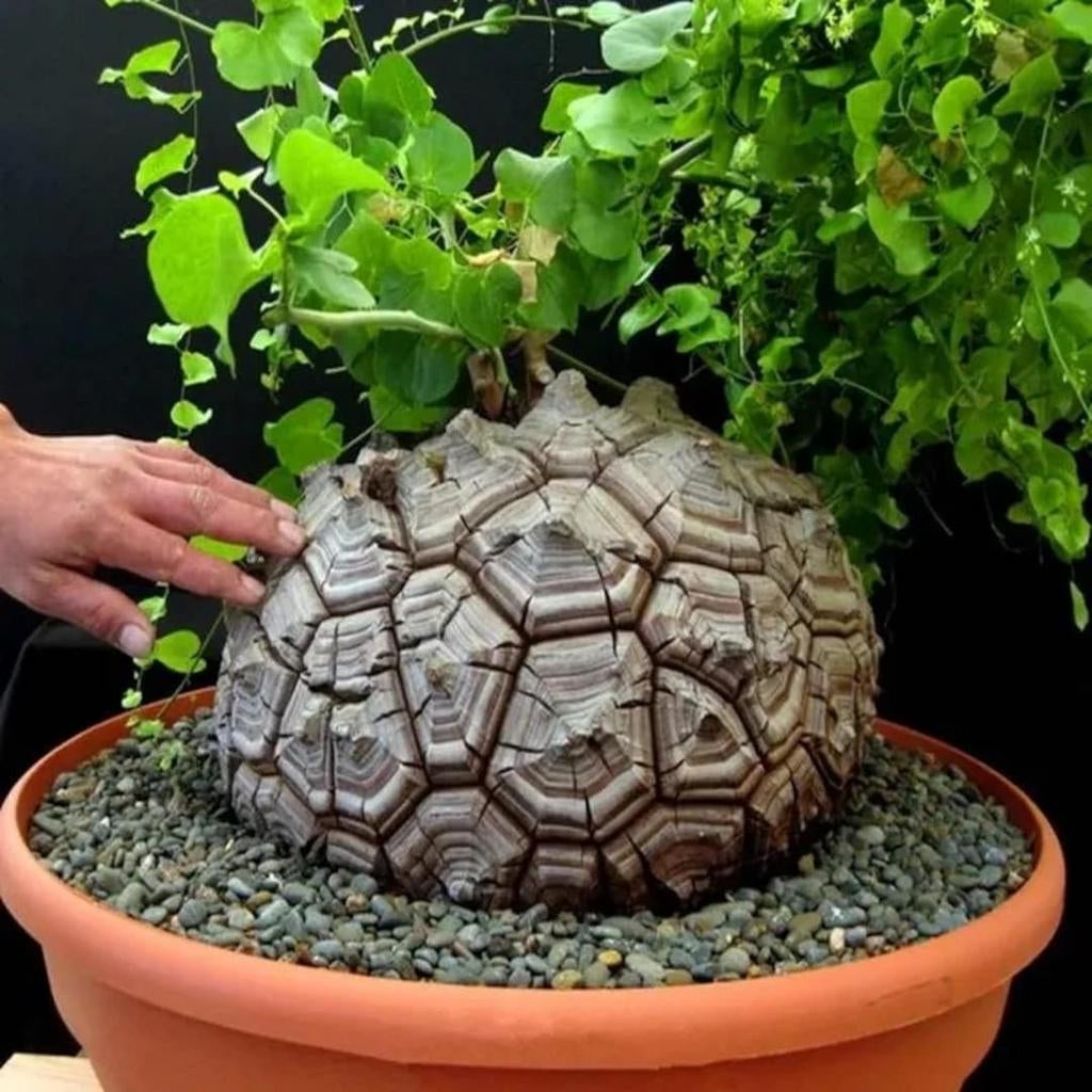 Dioscorea Elephantipes schildpad caudex, Ophalen of Verzenden