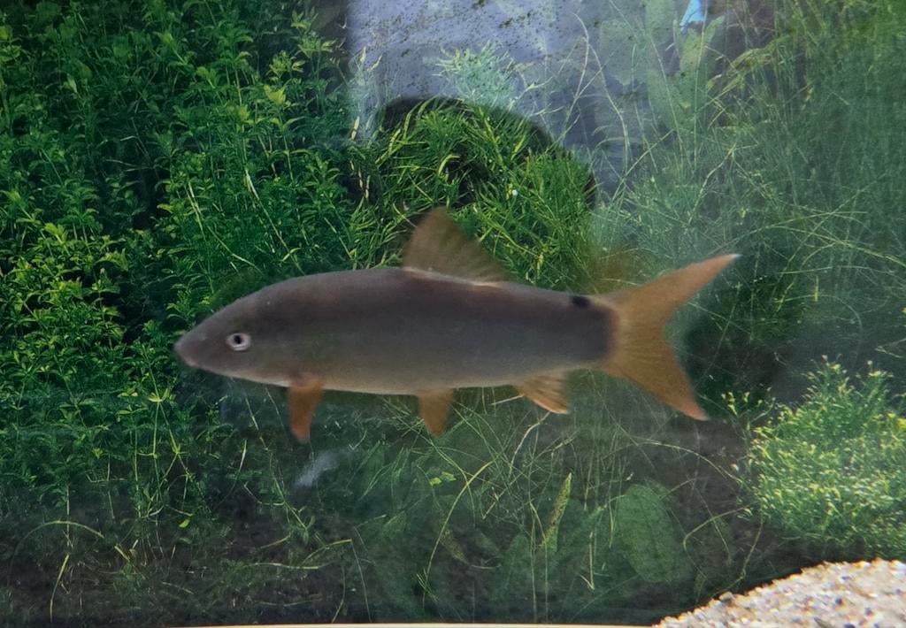 Blauwe botia's, Dieren en Toebehoren, Vissen | Aquariumvissen, Vis