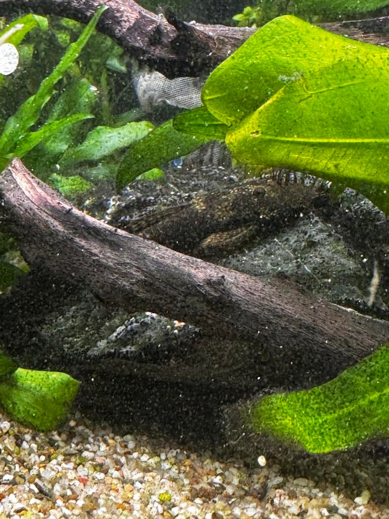 Kleine borstelneuzen, Dieren en Toebehoren, Vissen | Aquariumvissen, Vis