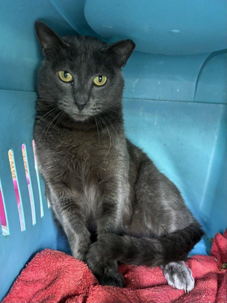 ACE: Gamin, andere katjes zijn voor hem zeker een pluspunt!, Dieren en Toebehoren, Katten en Kittens | Overige Katten, Kater, Kortharig