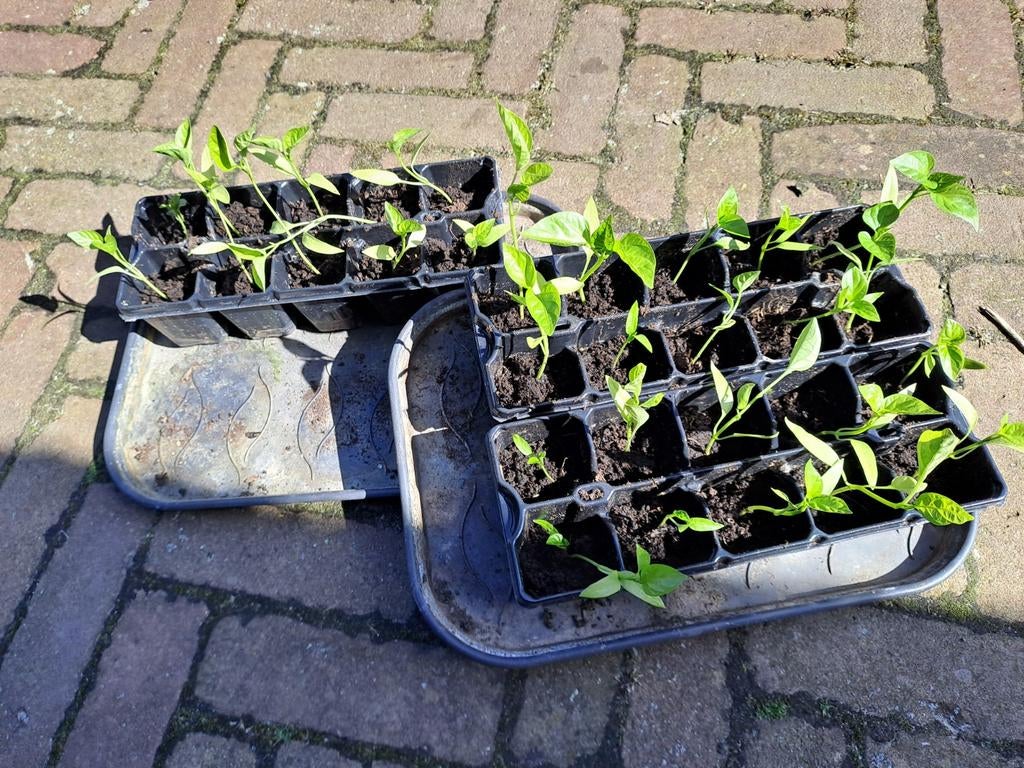 Paprika planten., Tuin en Terras, Planten | Tuinplanten, Ophalen, Eenjarig, Groenteplanten, Volle zon