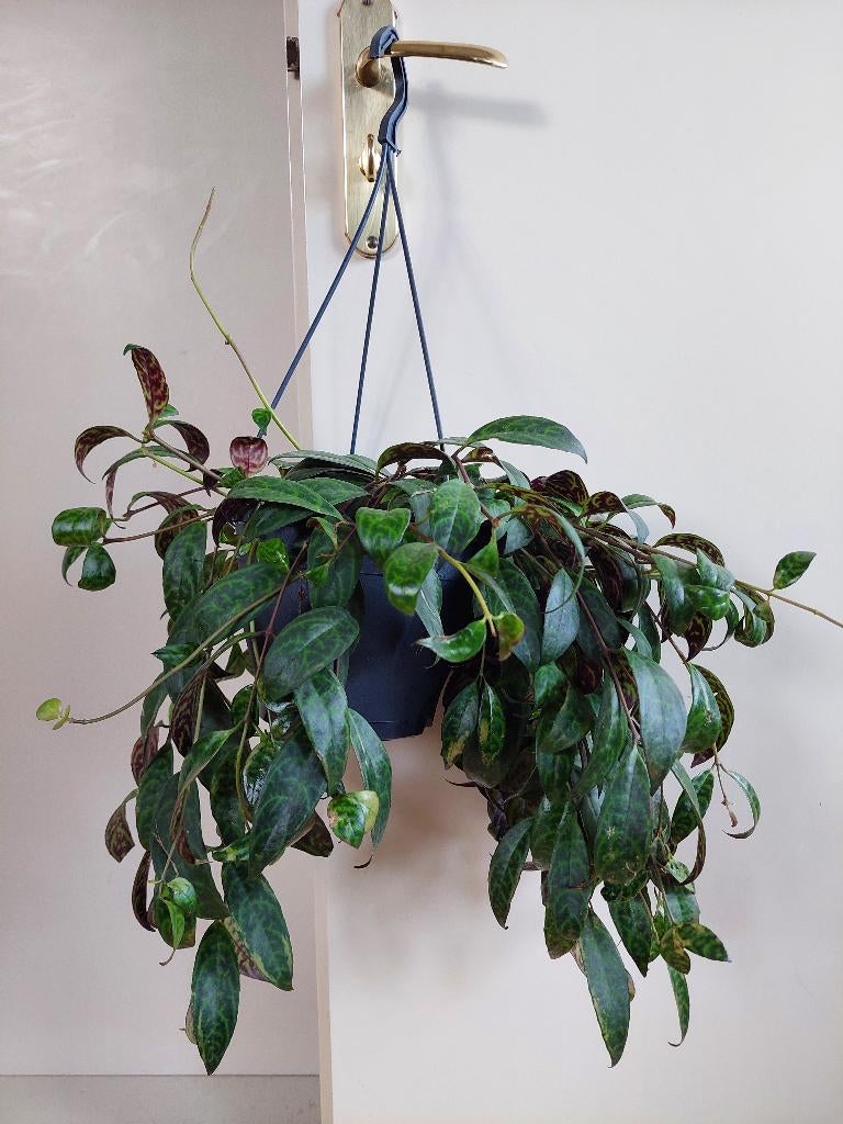 Aeschynanthus Marmoratus - Lipstickplant / Hangplant, Ophalen, Overige soorten, Halfschaduw, Minder dan 100 cm