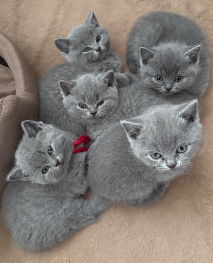 Britse korthaar kittens (grijs) te koop, Dieren en Toebehoren, Poes, 0 tot 2 jaar