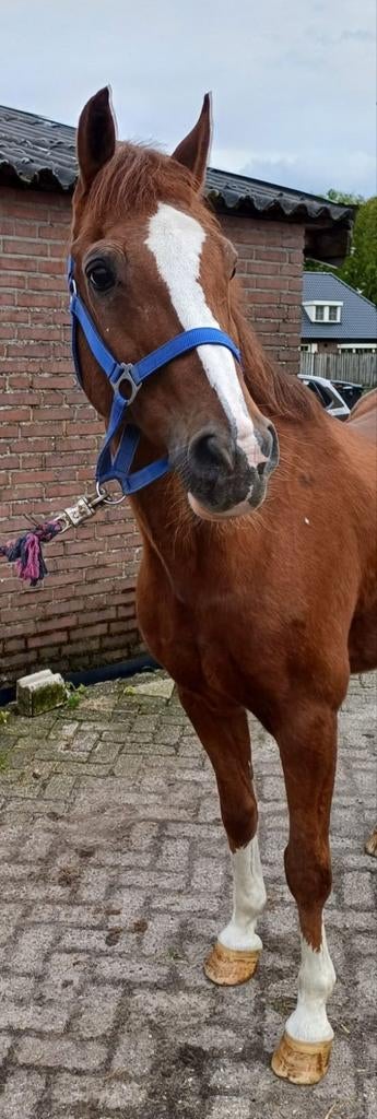 Deze pony's hebben nog plek voor een leaser!, Dieren en Toebehoren