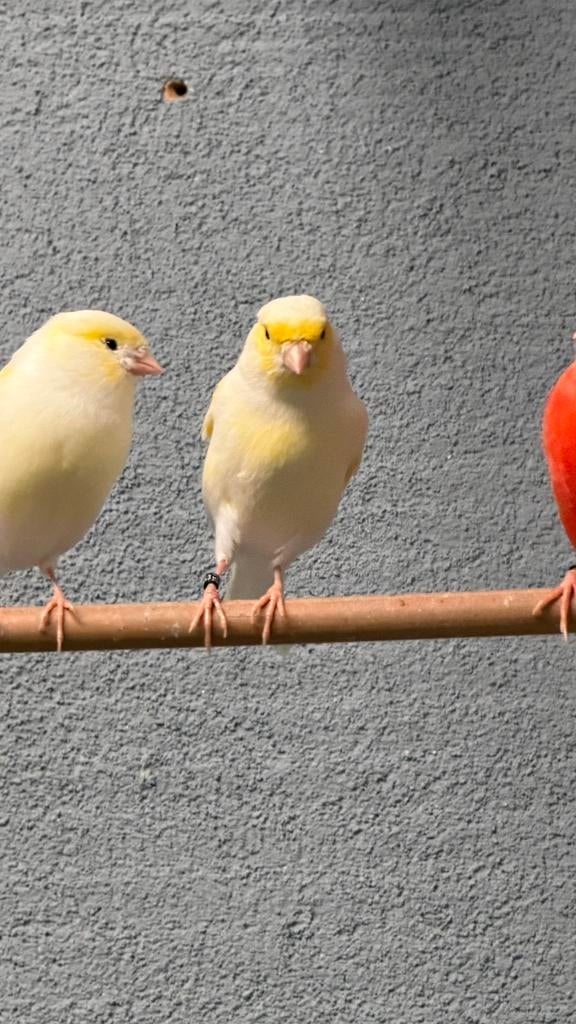 Geel Mozaiek Kanaries, Dieren en Toebehoren, Vogels | Kanaries, Meerdere dieren, Kleurkanarie