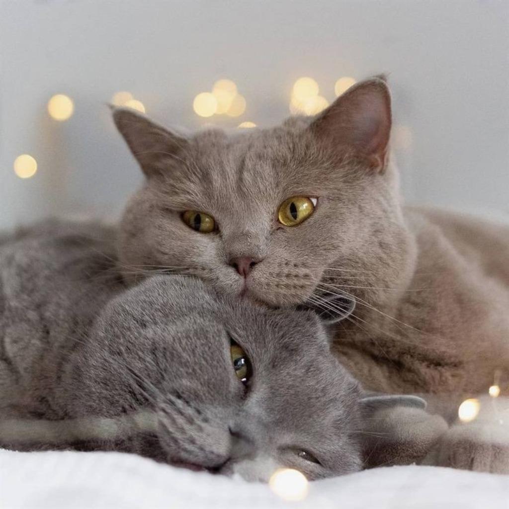 Katten oppas logeeradres / Cats holiday address  🐾, Dieren en Toebehoren, Meerdere dieren