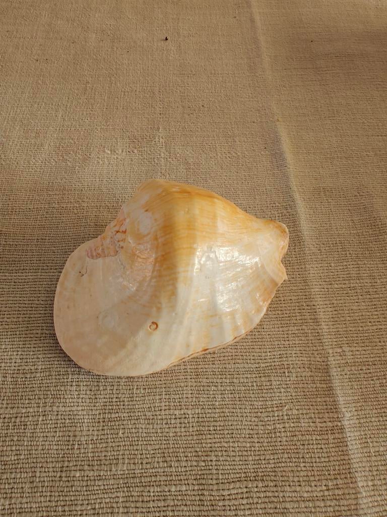 Mooie Schelp ter Decoratie, Ophalen of Verzenden, Gebruikt