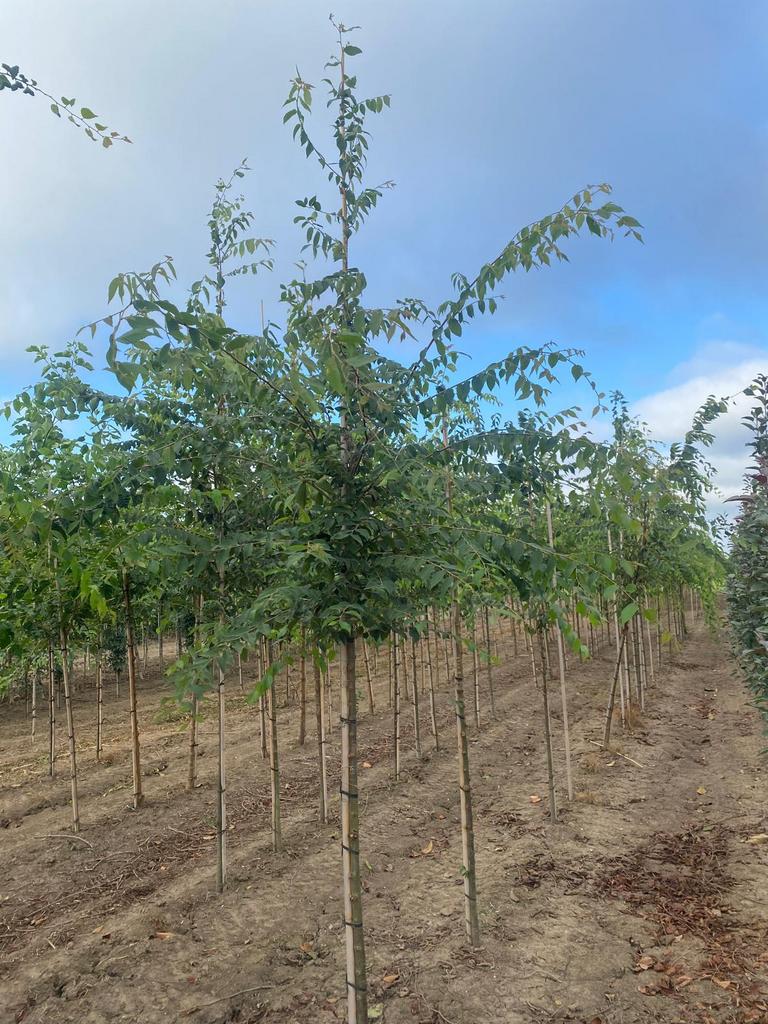 Zelkova Serrata japanse schijniep, Tuin en Terras, Planten | Bomen, Ophalen, Overige soorten, 250 tot 400 cm
