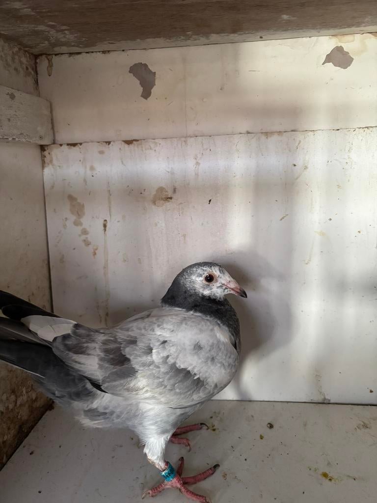 Duiven, Meerdere dieren, Postduif