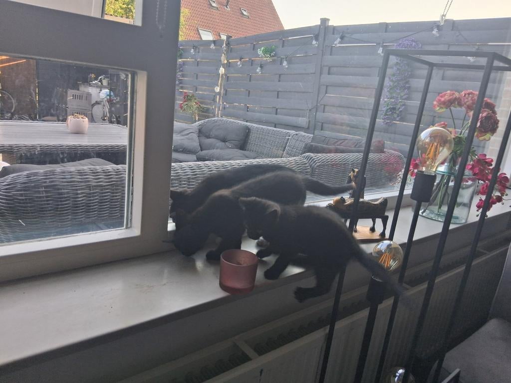 7 schattige kittens. Geboren op 14 en 8maart, Meerdere dieren, 0 tot 2 jaar